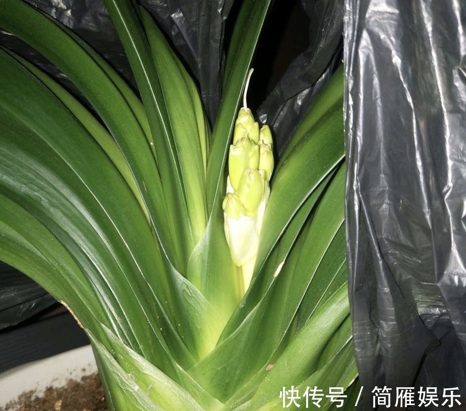 花卉|悄悄告诉你,养花高手都会的10个“小妙招”,学会以后,事半功倍