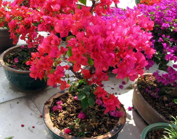 营养物质|摘掉残花后,三角梅迟迟不发新芽,是哪里出问题了?难在此3处