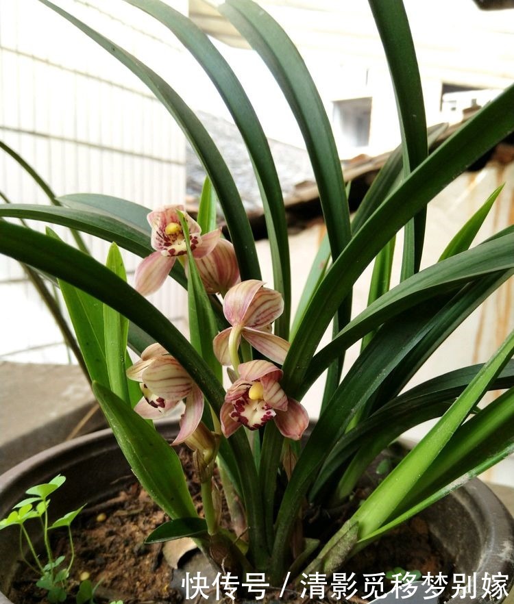 喜欢三角梅,就养盆“高档品种”柠檬黄三角梅,开花爆盆还好养!