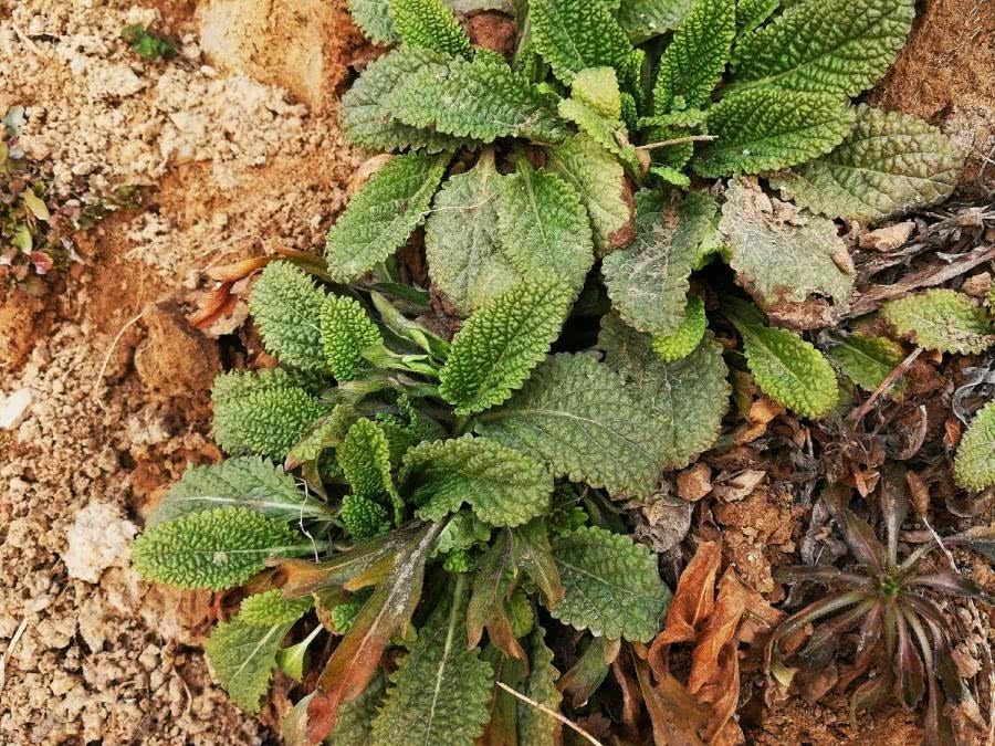 薄荷|农村一种野草,长得像薄荷,牛不吃鸡不刨,却是治疗咽炎的良药