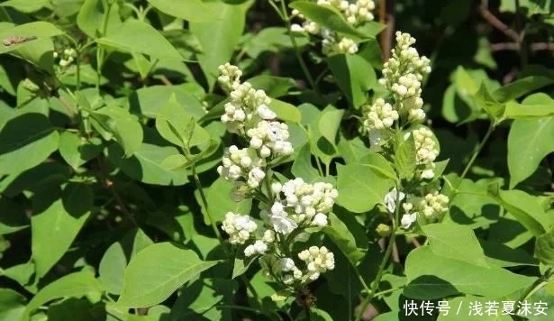 暖胃|农村大爷每天摘1种叶子泡水喝，“冲走”肝毒，看起来年轻10岁