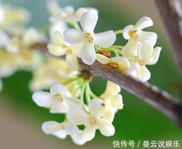 香花|家里种上这5种香花,一年四季不出门都能闻到花香