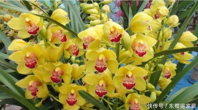 家里就养4种花,满屋飘香,好闻又漂亮,心情舒畅!