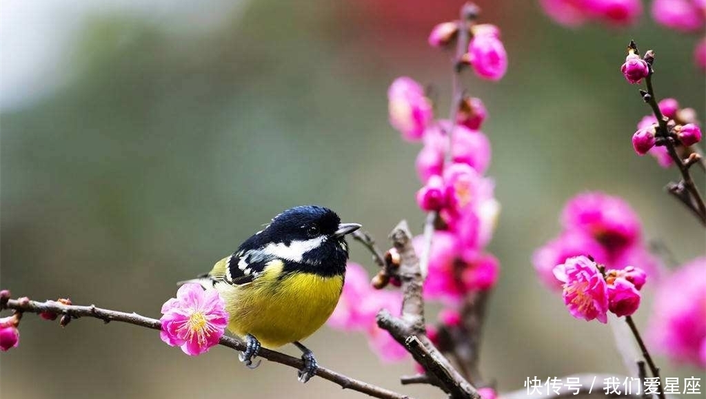 你家|俗语说“宅子现四喜,家中出能人”,到底是哪四喜,看看你家有没