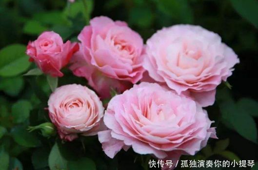 4种花,现在掐根枝条插土里,生根快,一盆变多盆