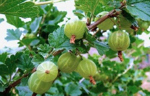 呵护|人到中年不妨常吃3种食物,美白护肤,呵护视力,肌肤水嫩又光滑