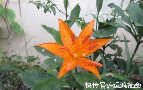 桫椤树|游山玩水碰上这4种花树,离远点不能挖,它们很珍贵