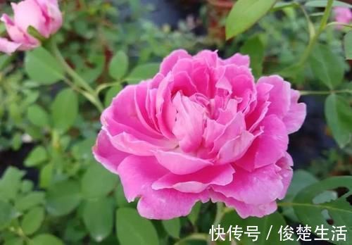 花型|好看的“无刺月季”颜值担当,不被“狼牙棒”扎到手