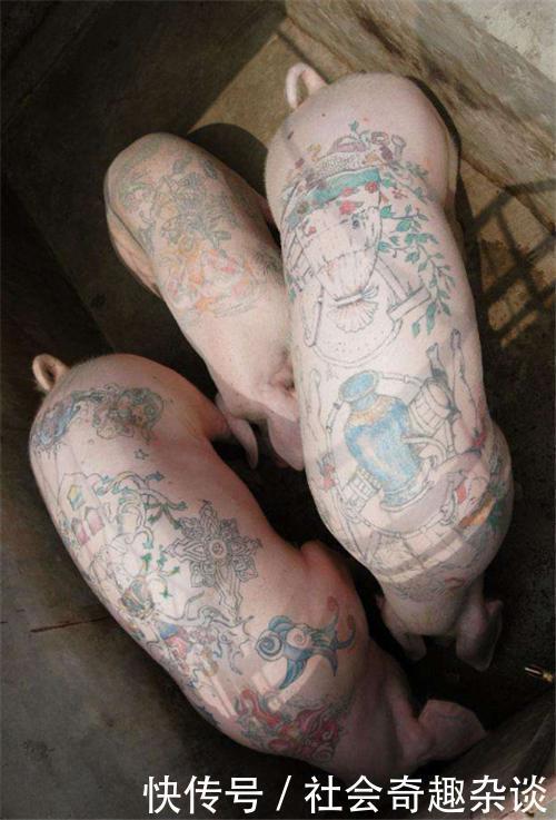 艺术家|艺术家给猪纹身,一张猪皮卖70多万做成香奈儿限量包,史上最贵的猪!