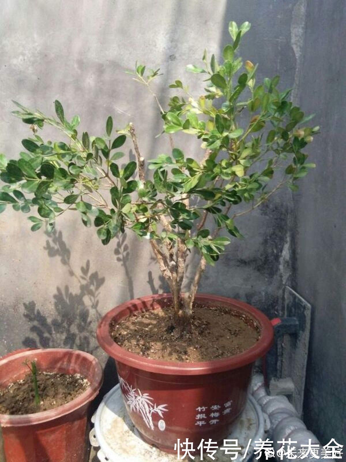 瓜子黄杨|1种“天然矮”的植物，无需矮化，打造天然的瓜子黄杨盆景