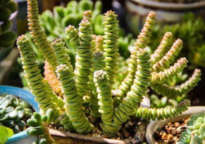 养花就养这几款,花朵小巧玲珑,花叶俱美,养盆放阳台美极了