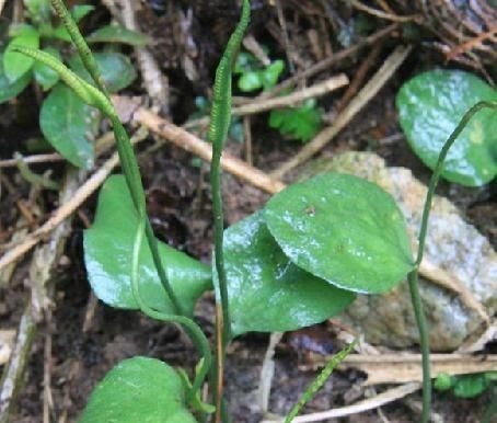 蛇咬子|此物俗称“一支箭”,是极品中药,一斤能卖600元,可惜少有人懂