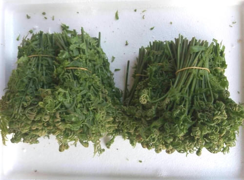 齐民要术|云南特色野菜，数量很少，一斤25元营养高，被誉为“山野菜之王”