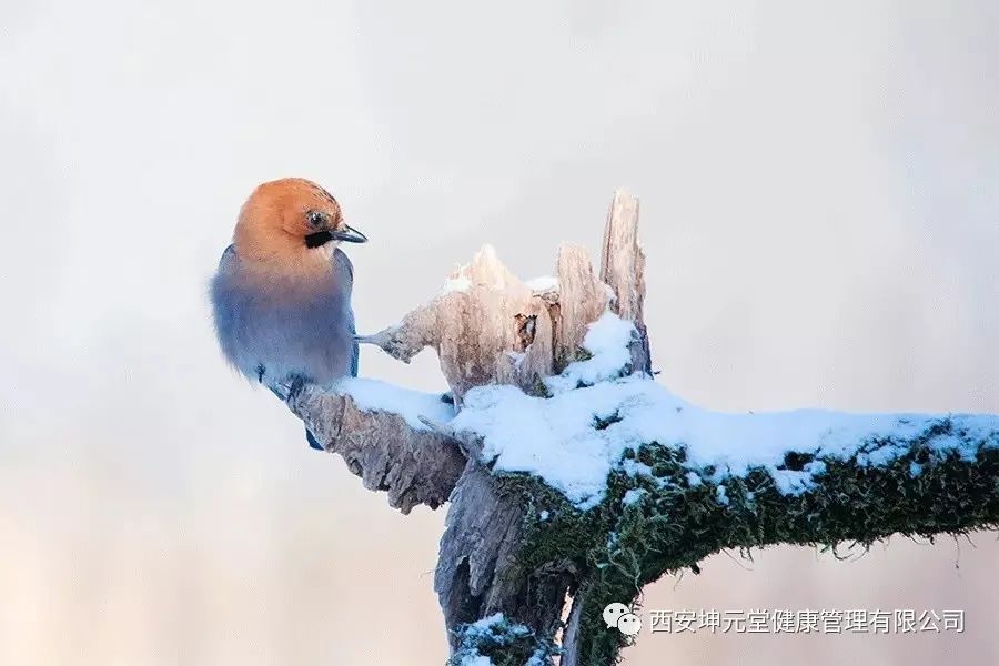  大雪|中医讲堂：大雪节气应吃什么食物？