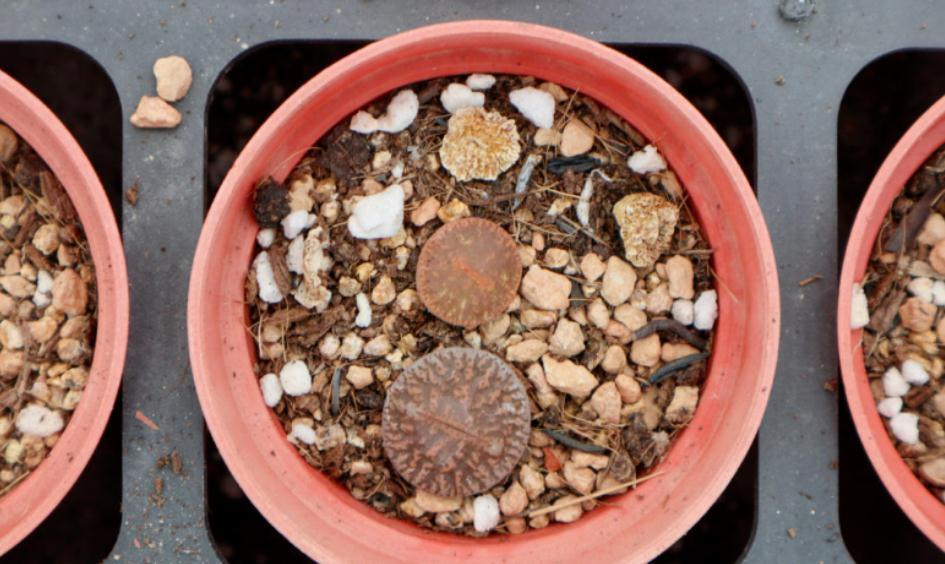 养蜕皮中的石生花，做好这4件事，才是名副其实的“富贵玉”