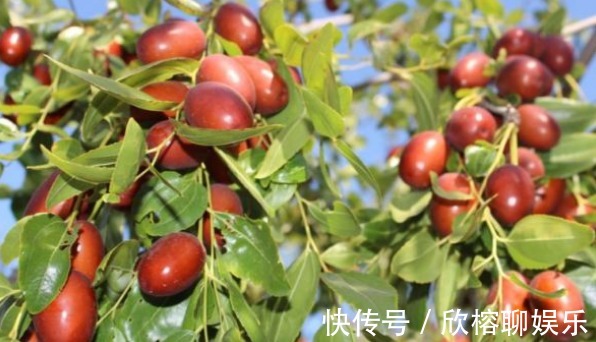 葡萄糖|大枣美容祛斑,增强免疫力,农民种植大枣重点掌握四点,稳产增收