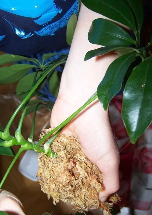 养在家里的木本类观赏盆栽,我用这种方法基本都能繁殖成功