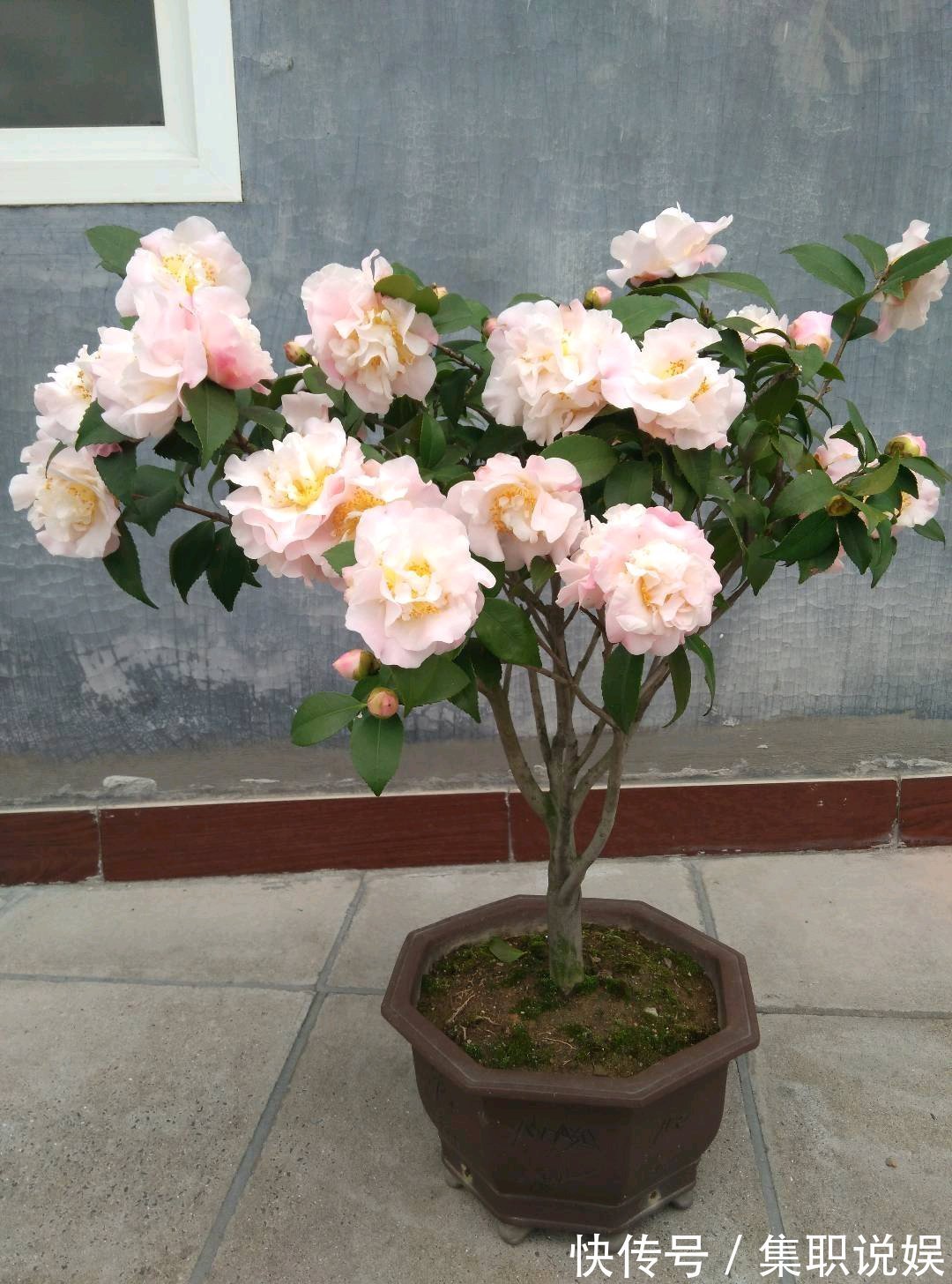 最好养的山茶花，花期长，香气浓郁，南方北方都能养，适合新手