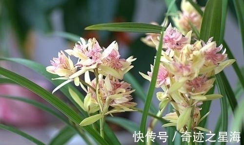 兰花中的“仙女”—富山奇蝶,花色清新香味浓,花型雅致,易养护