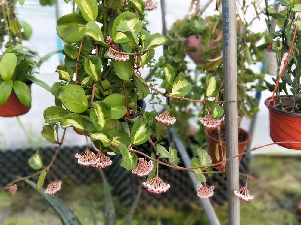 藤条|冬天屋内养花选这3种,一棵小苗养成小花园,攀爬着开花真美