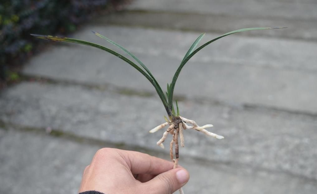  兰花|一株王氏素荷“引种苗”兰花，目前叫价“4140”，到底价值几何？