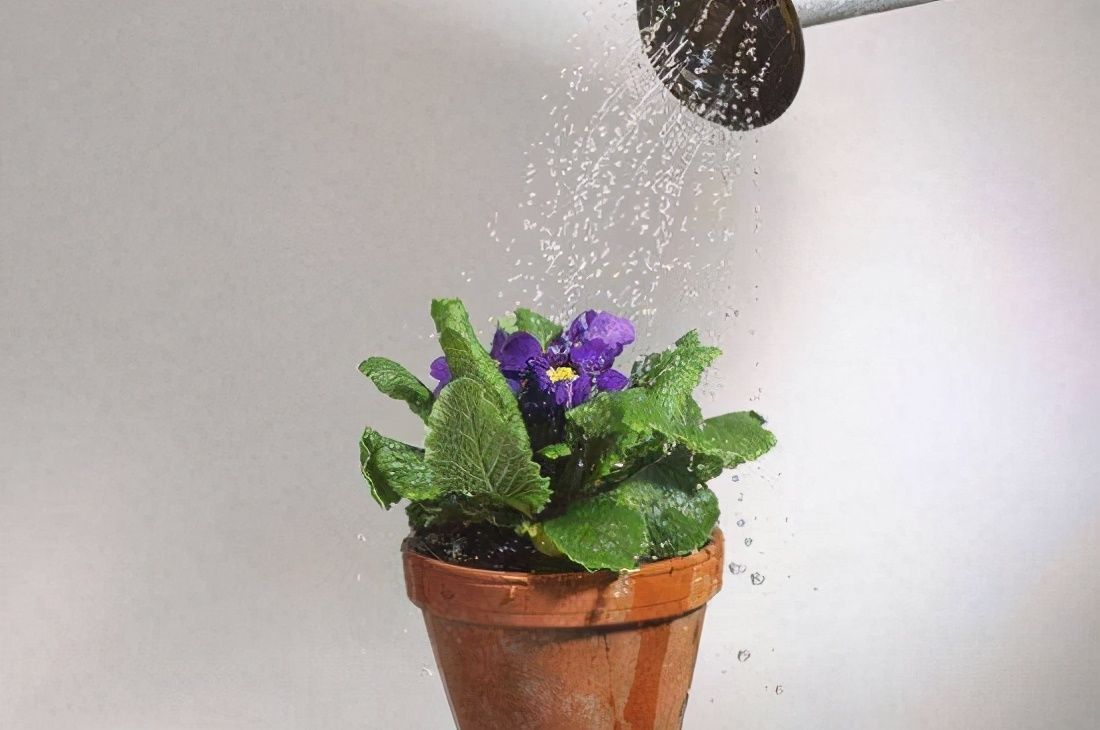 浇花必懂知识:“见干见湿”和“干透浇透”有什么区别