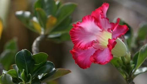  忽略|忽略了两个问题，沙漠玫瑰还没开花就掉落了