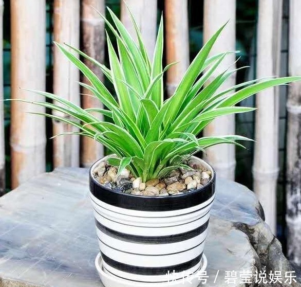 误区|给吊兰浇水,避开这两个“小误区”,叶子翠绿,轻松养爆盆!