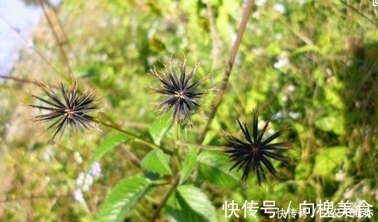 草药|这种草以前见了就想拔掉, 如今却是宝贝, 治病是一绝