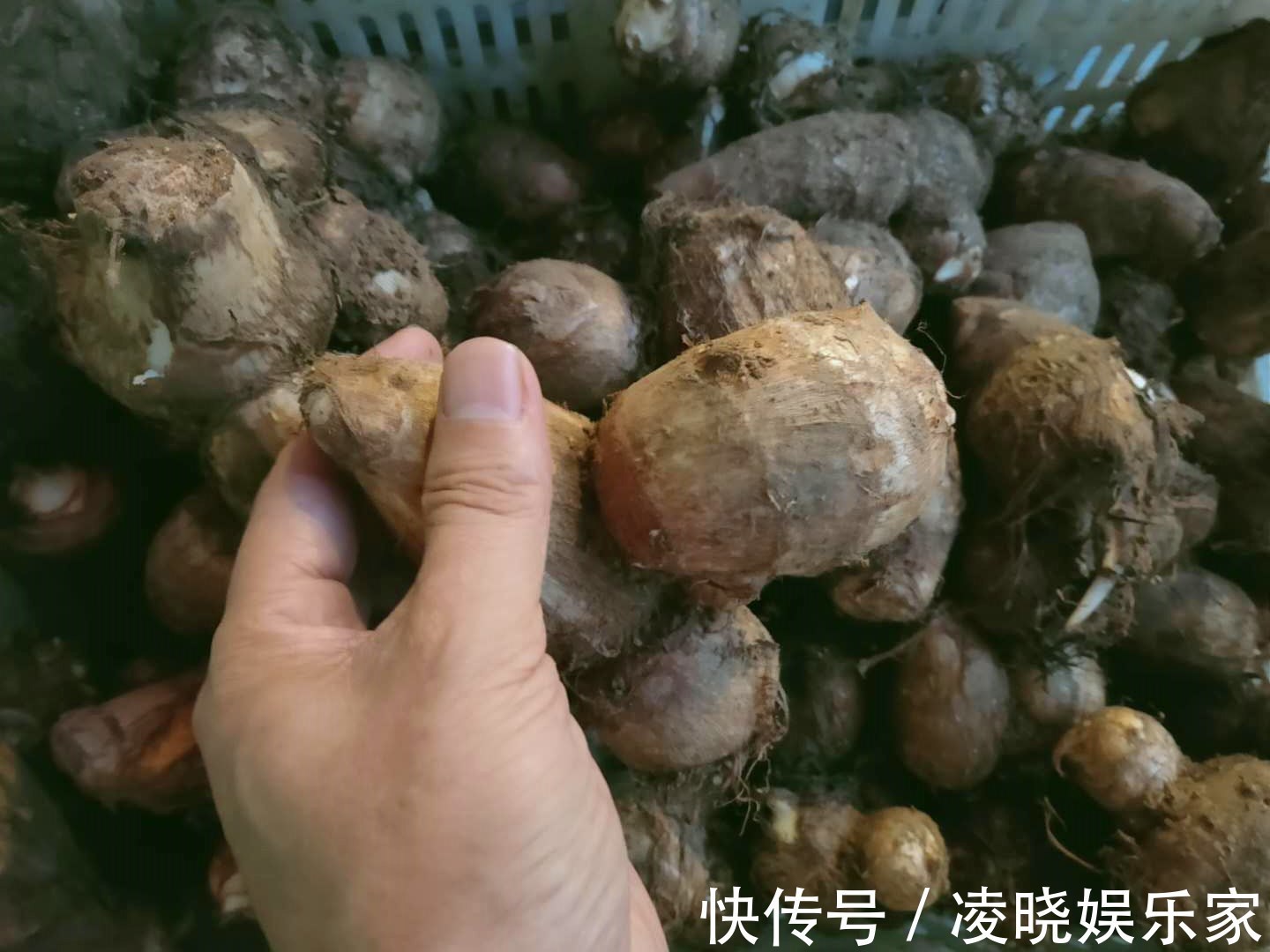 碱性食物|买芋头时，直接挑重的就错了，老菜农教你正确做法，一挑一个准！