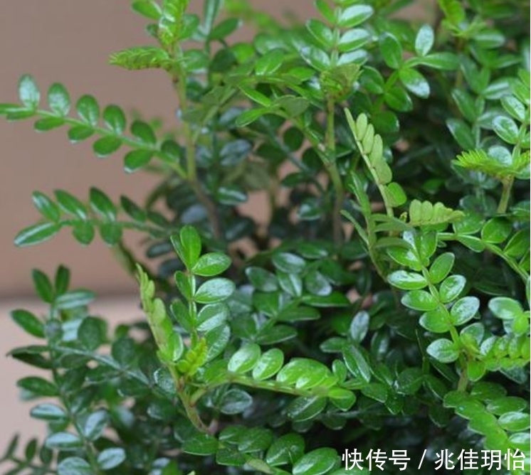 3种花养了就爆盆，净化空气，杀菌去异味，家家必备！