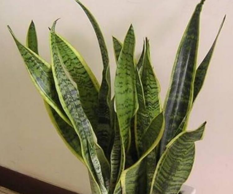 3种花养卧室,促进睡眠质量,植株漂亮上档次,一觉睡到自然醒