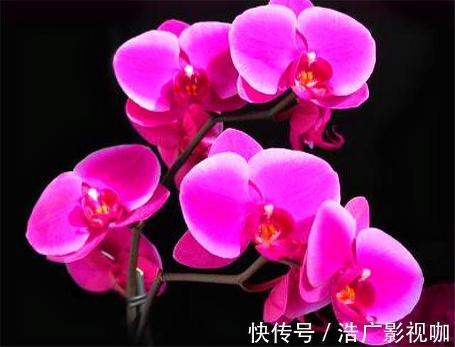 蝴蝶兰养不活开花少3招降低养护难度,花枝粗壮,开花又大又多