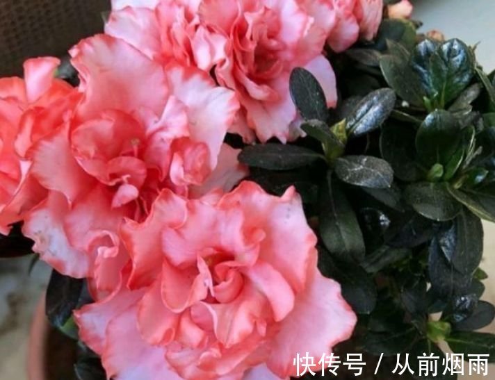 花中之王|5种“女王花”，美出新天地，开花漂亮花期长，谁养谁喜欢