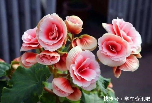 4种花很耐阴,光照弱也能开爆盆,非常值得拥有!