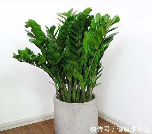 金钱树|家里养花，选这5种花，好养好看还招财，都有“好意头”！