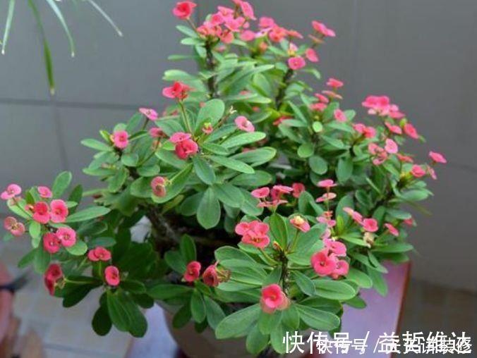 妖娆|4种花是真正的开花机器,花姿妖娆,姿色艳丽