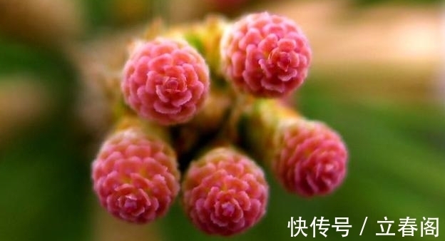 松科|你知道这是什么花吗?其实,你家山上就有,只是没有在意