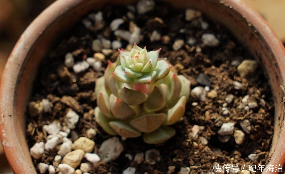 多肉新手害怕“换盆死”,学会这招逃脱换盆死,叶子变得肉嘟嘟