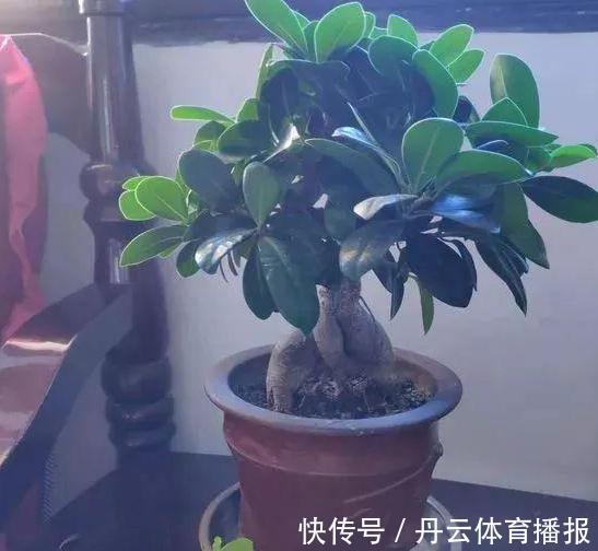 钾肥|养花缺少磷钾肥：学会自制技巧，往花盆里放一点养啥植物都旺