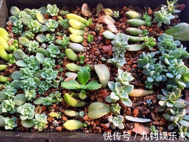 秋天养多肉赶紧叶插，这么做插几片就能活几片，插出满阳台的肉崽