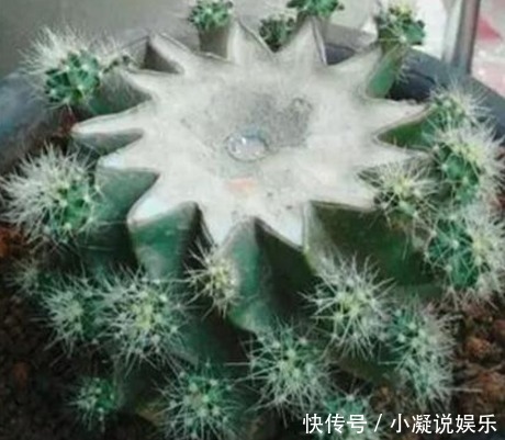 想让仙人球爆盆先砍它一刀,让他感受到你的愤怒!