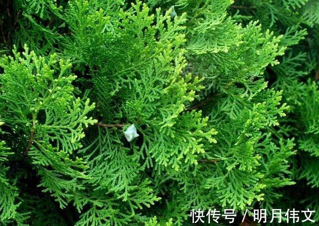 侧柏叶|有白头发的朋友注意了，用这种树叶洗头最好啊