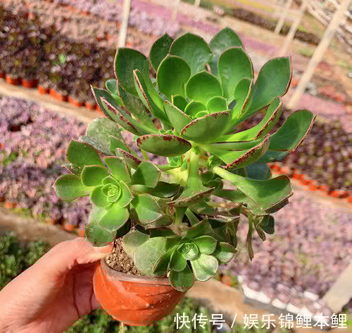 养殖|养多肉有3个基础要领,盆栽法师,再多注意2细节,轻松养好