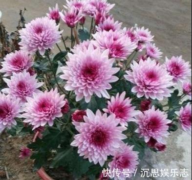 扦插|扦插“菊花”很简单，一点水泡一泡，10天大生根，飒飒秋风开满院