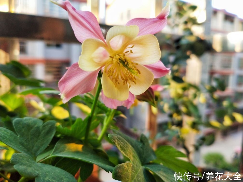 院子里撒一把种子，只需种一年，以后年年开花