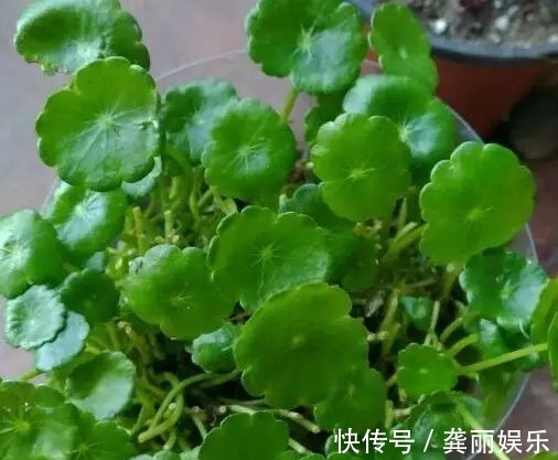 吊兰|黄叶快死的五种花卉,狠狠给它剪秃了,过几天呼呼长出一大堆