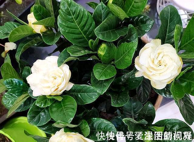 秋季|养栀子花,记住“8个字”,永远不黄叶,叶片油绿,枝头窜满花苞