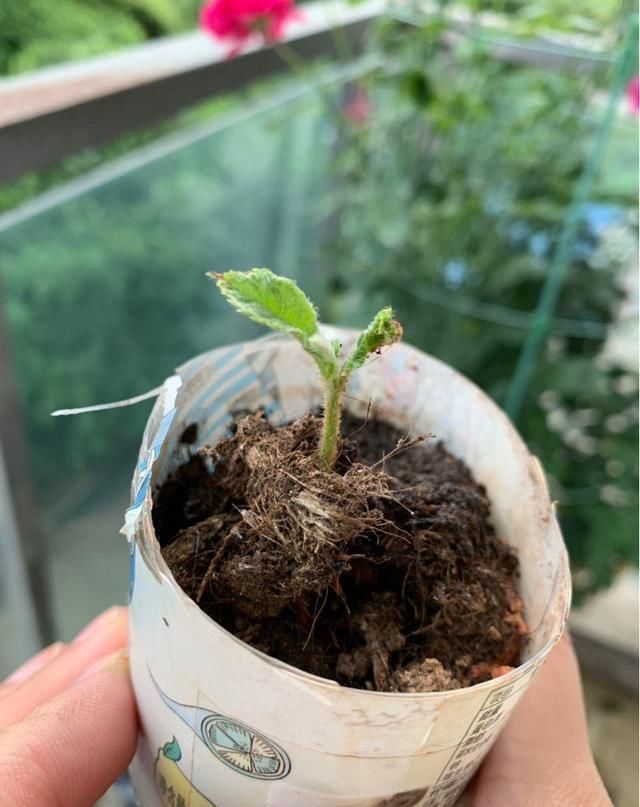 果肉|枇杷好吃又养生,里面的核埋土里,几天就发芽成苗