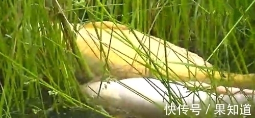 水草中看到一白一黄的两条大鱼在嬉戏,太漂亮了,不舍得抓来吃